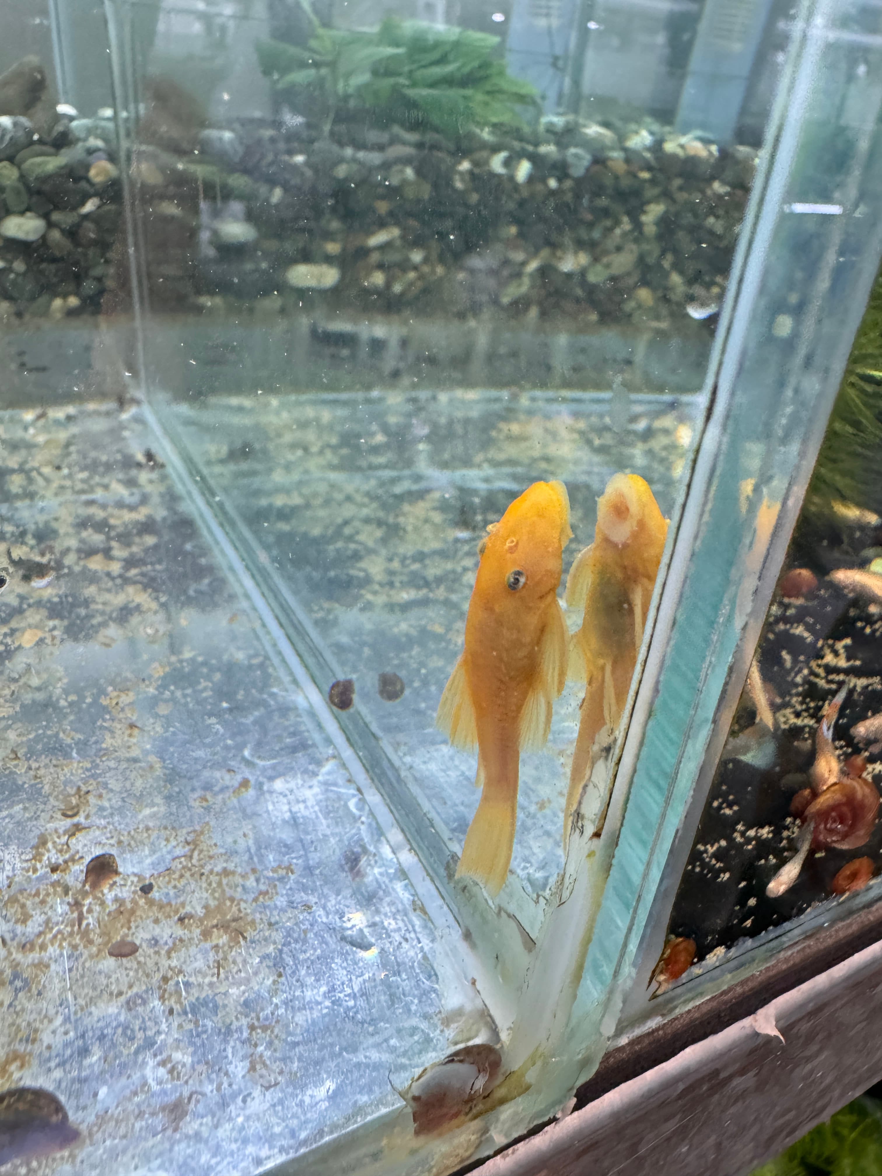 藍眼鬍子商品照片2