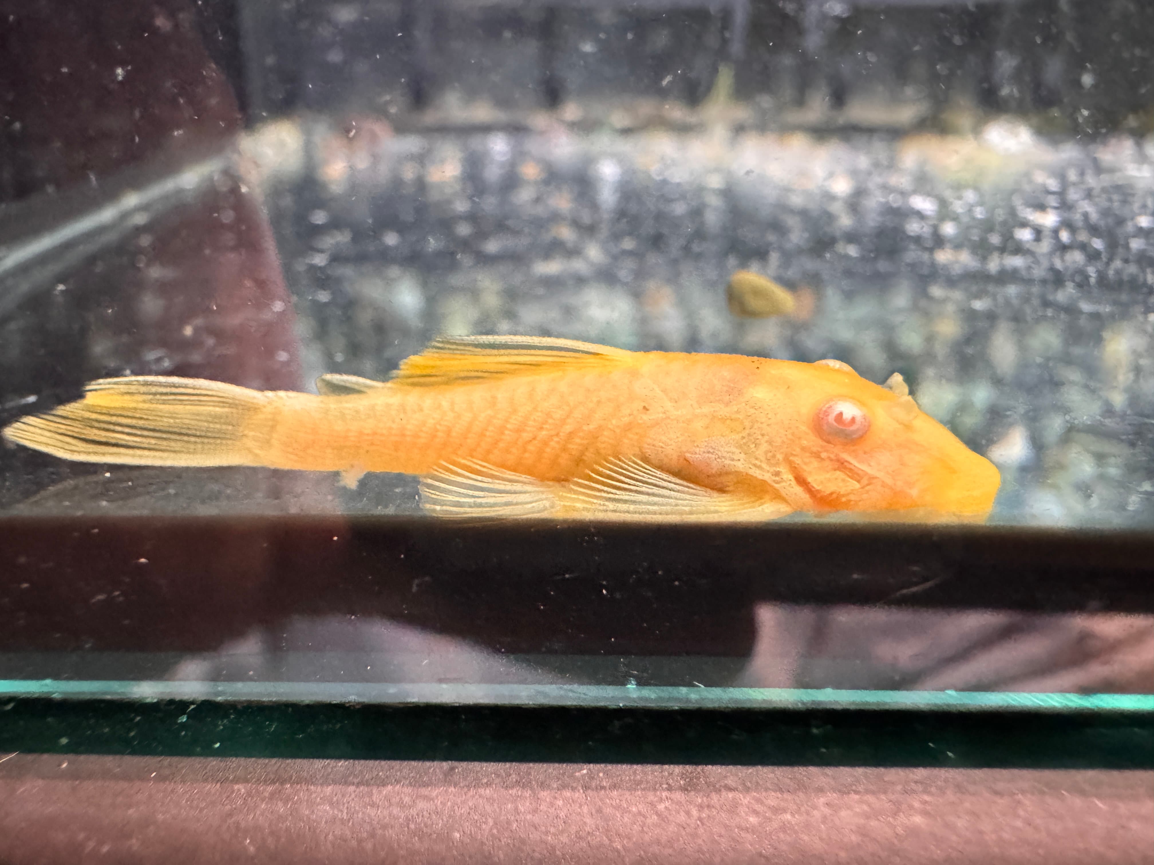 紅眼鬍子｜宇魚水族