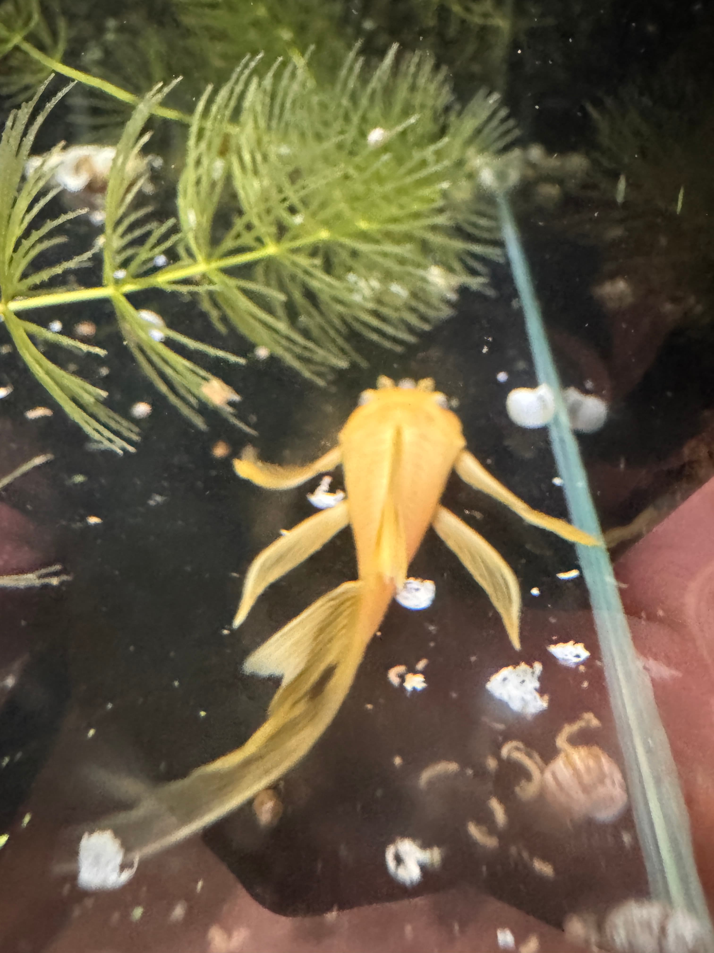 藍眼大帆｜宇魚水族