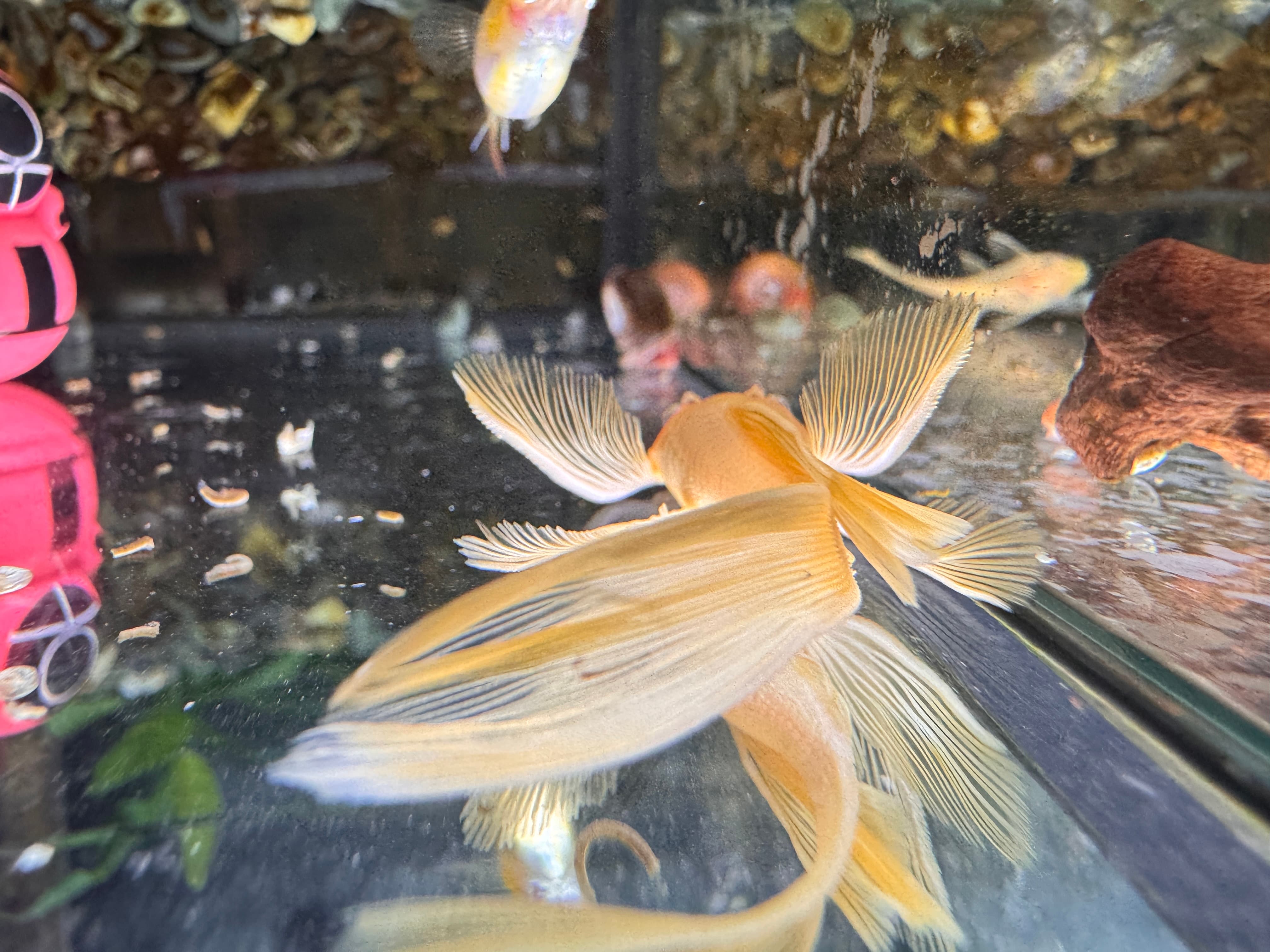 藍眼大帆商品照片2