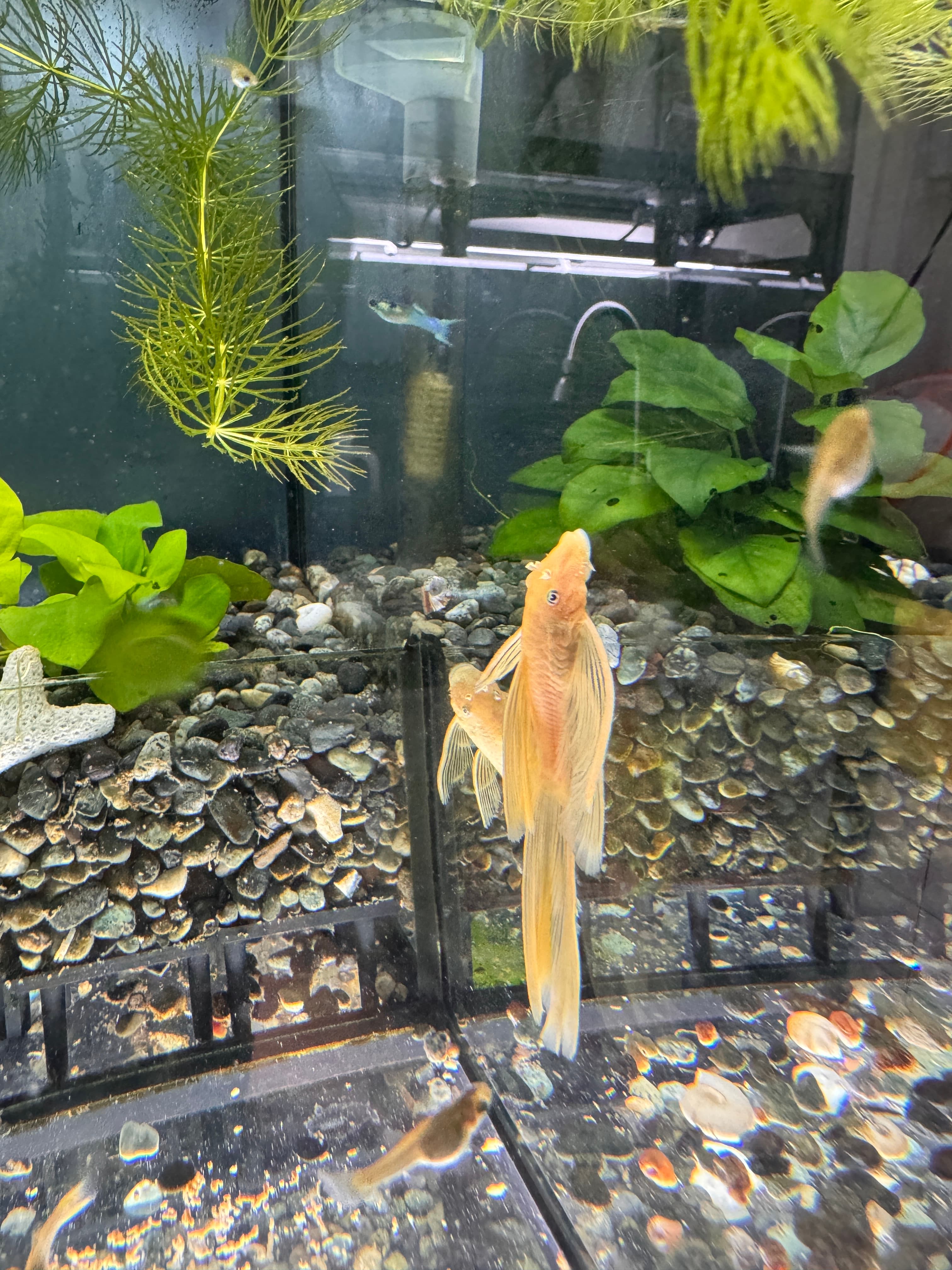 藍眼大帆商品照片3