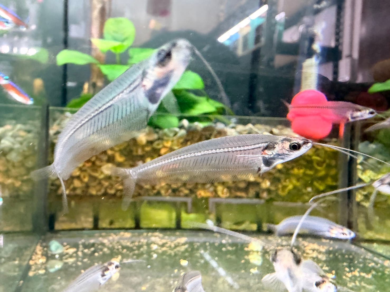 玻璃貓｜宇魚水族