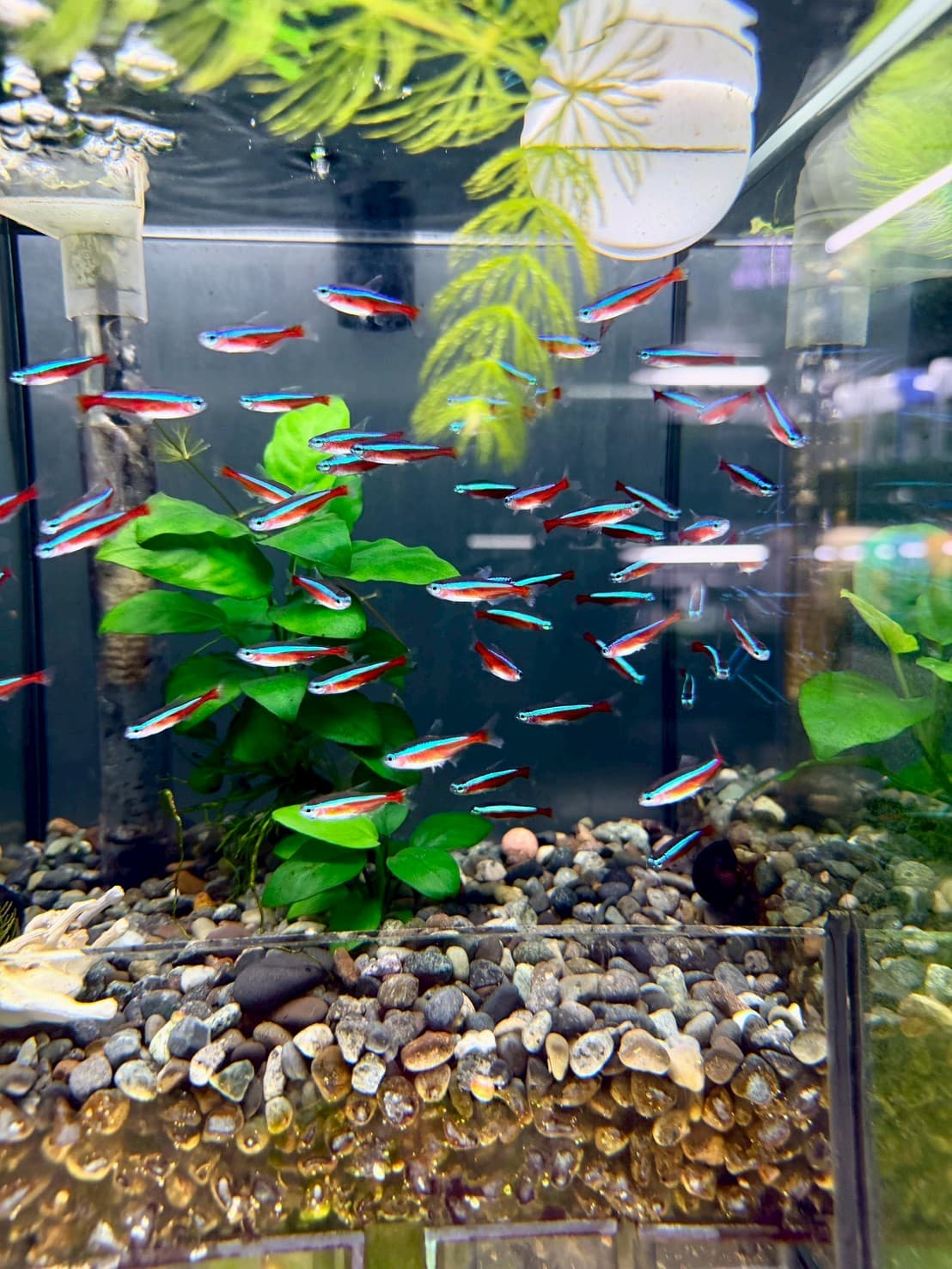 紅蓮燈｜宇魚水族