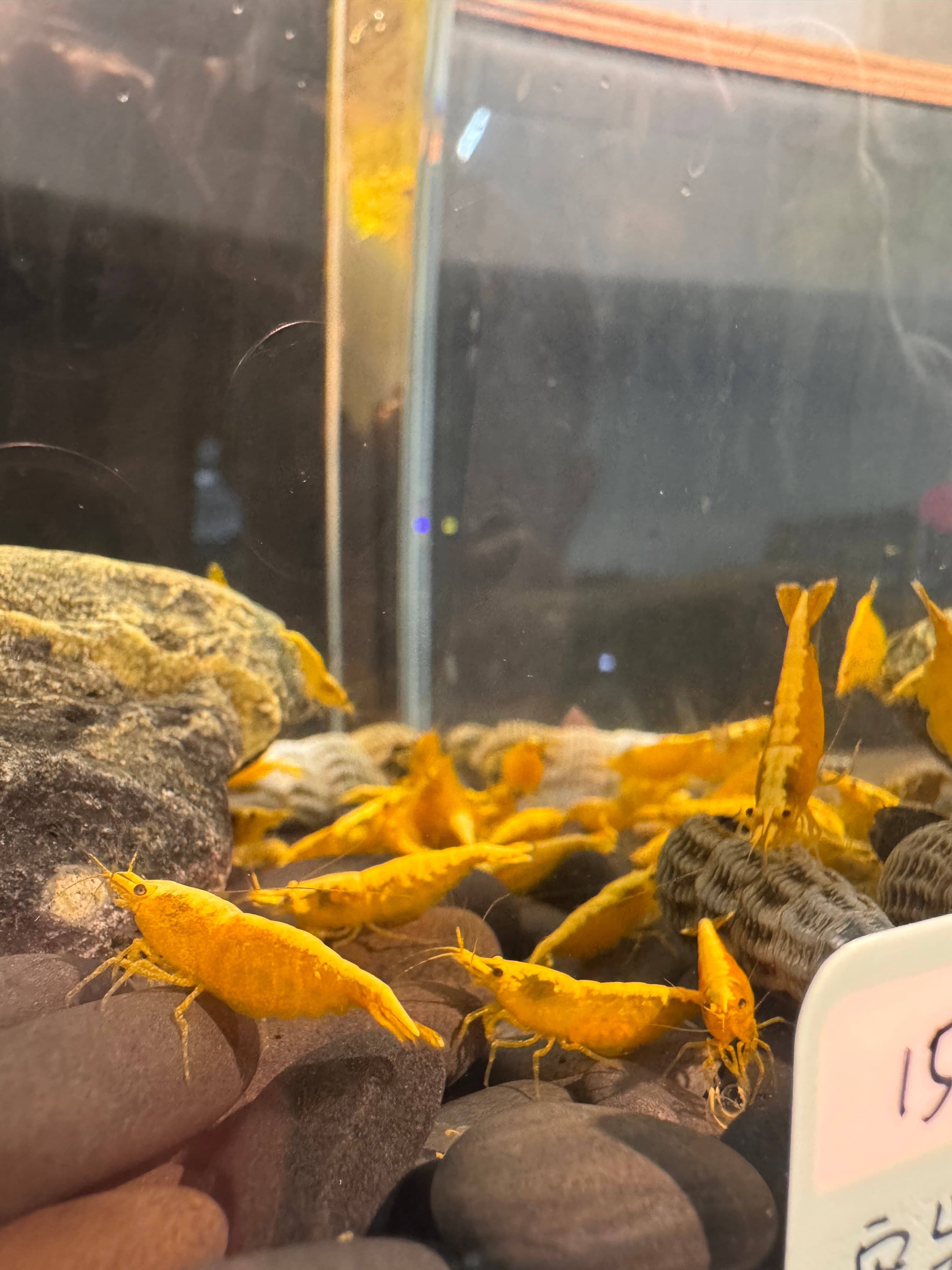 24K金背米蝦 1隻｜宇魚水族