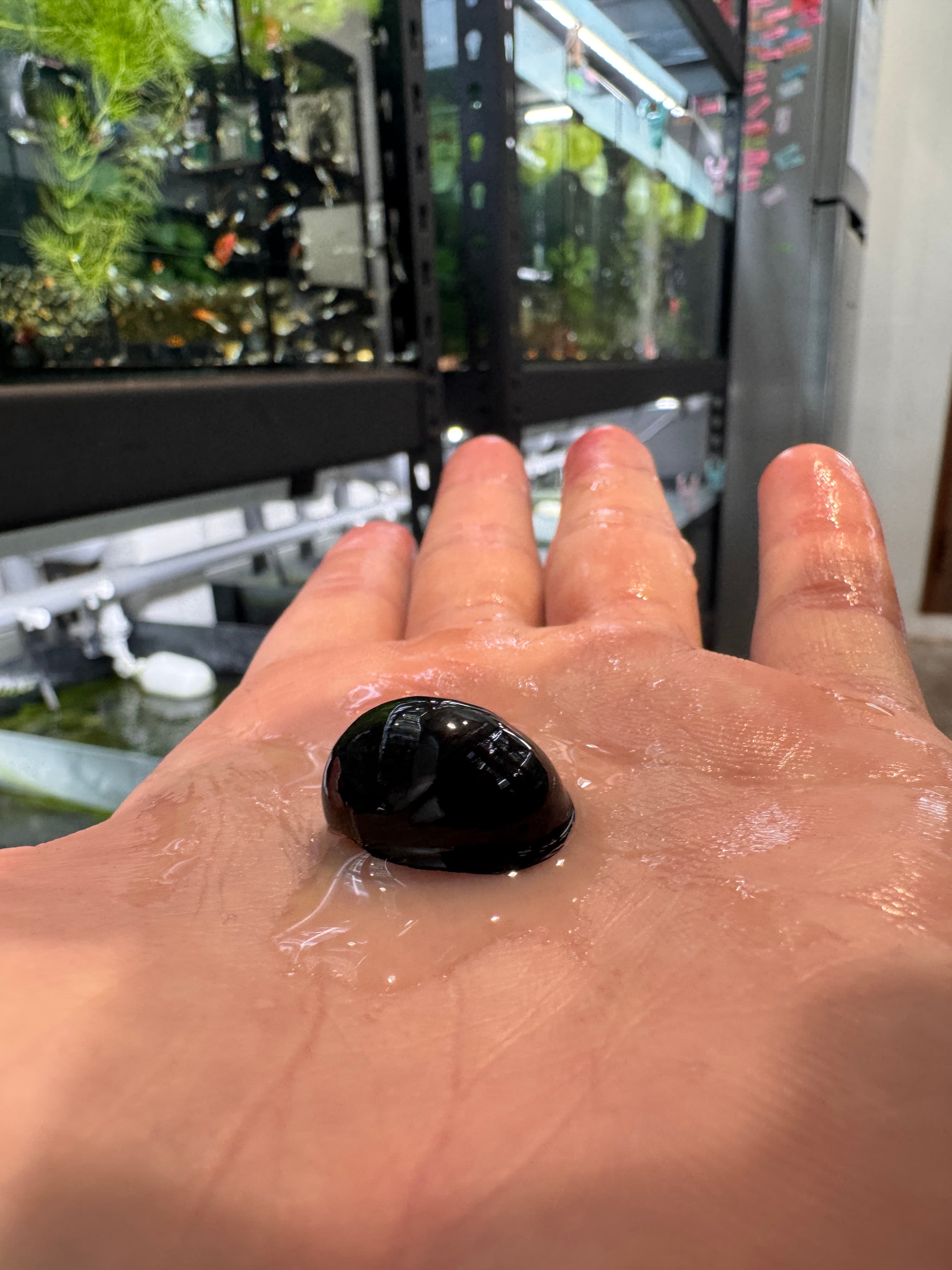 黑金剛螺 1隻｜宇魚水族